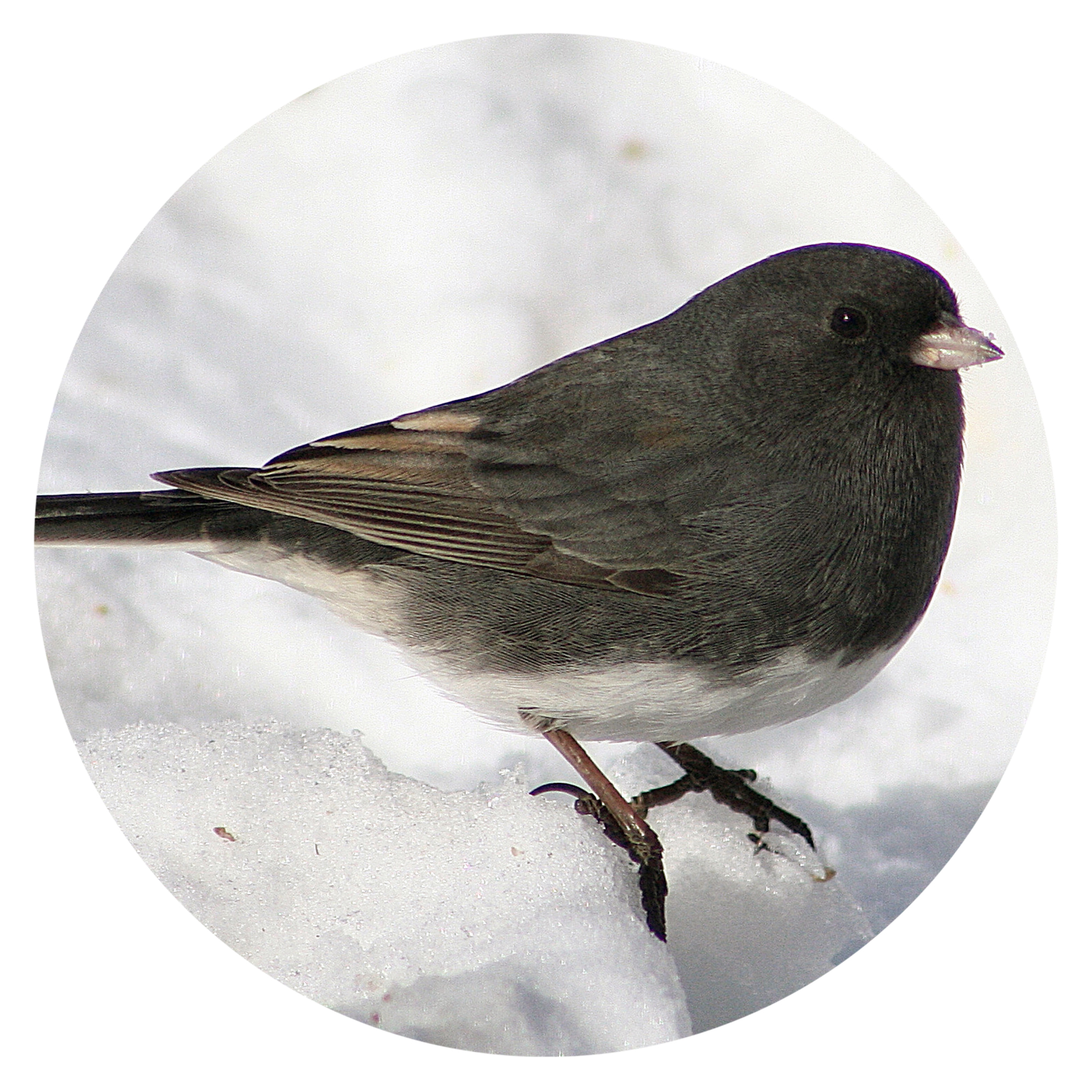 Wild Birds Need Our Help