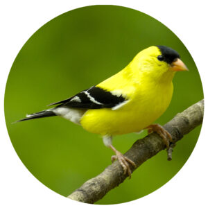 Popular North American Wild Birds - Goldfinch