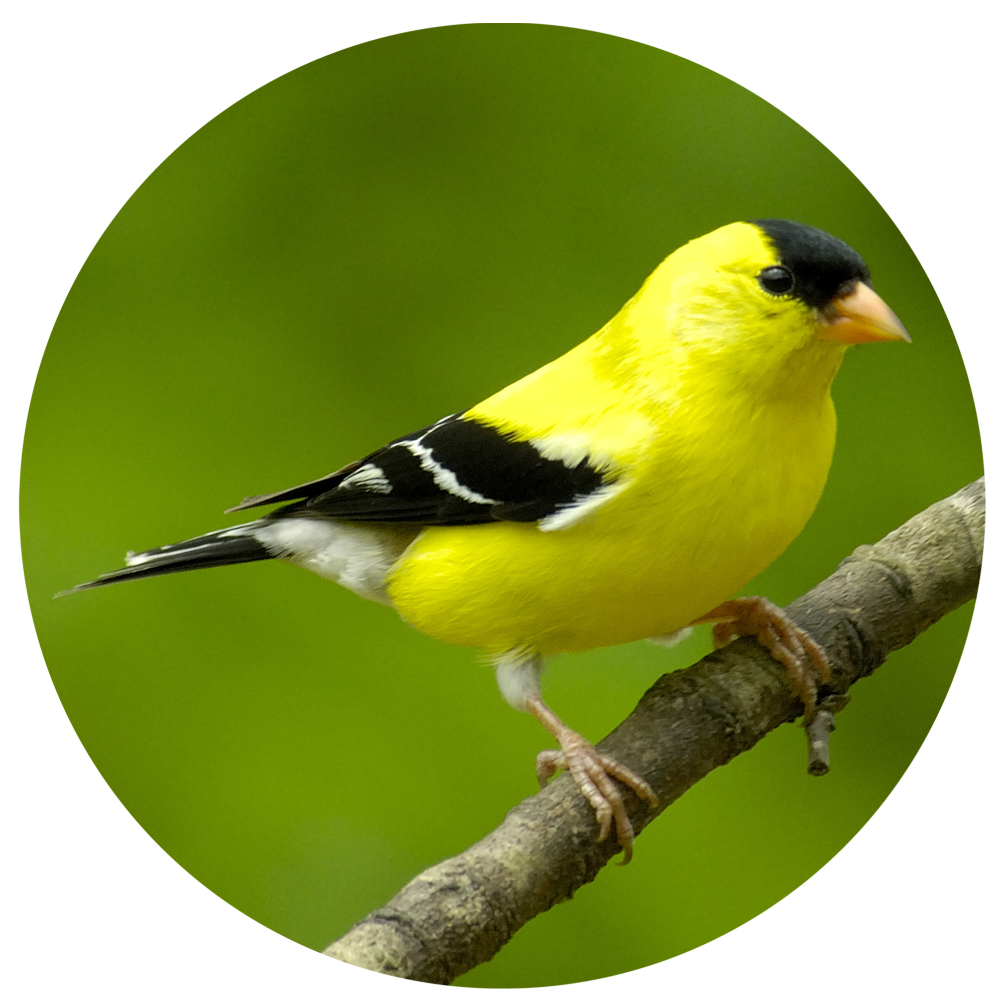Wild Birds Need Our Help