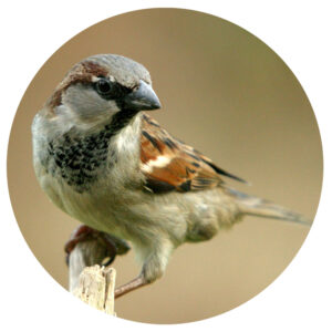 Popular North American Wild Birds - Sparrow