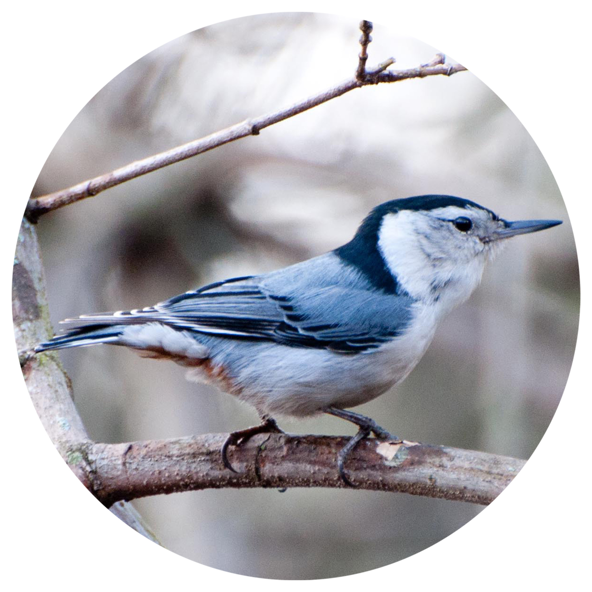 Wild Birds Need Our Help