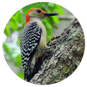 Popular North American Wild Birds - Woodpecker