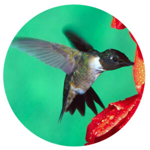 Popular North American Wild Birds - Hummingbird