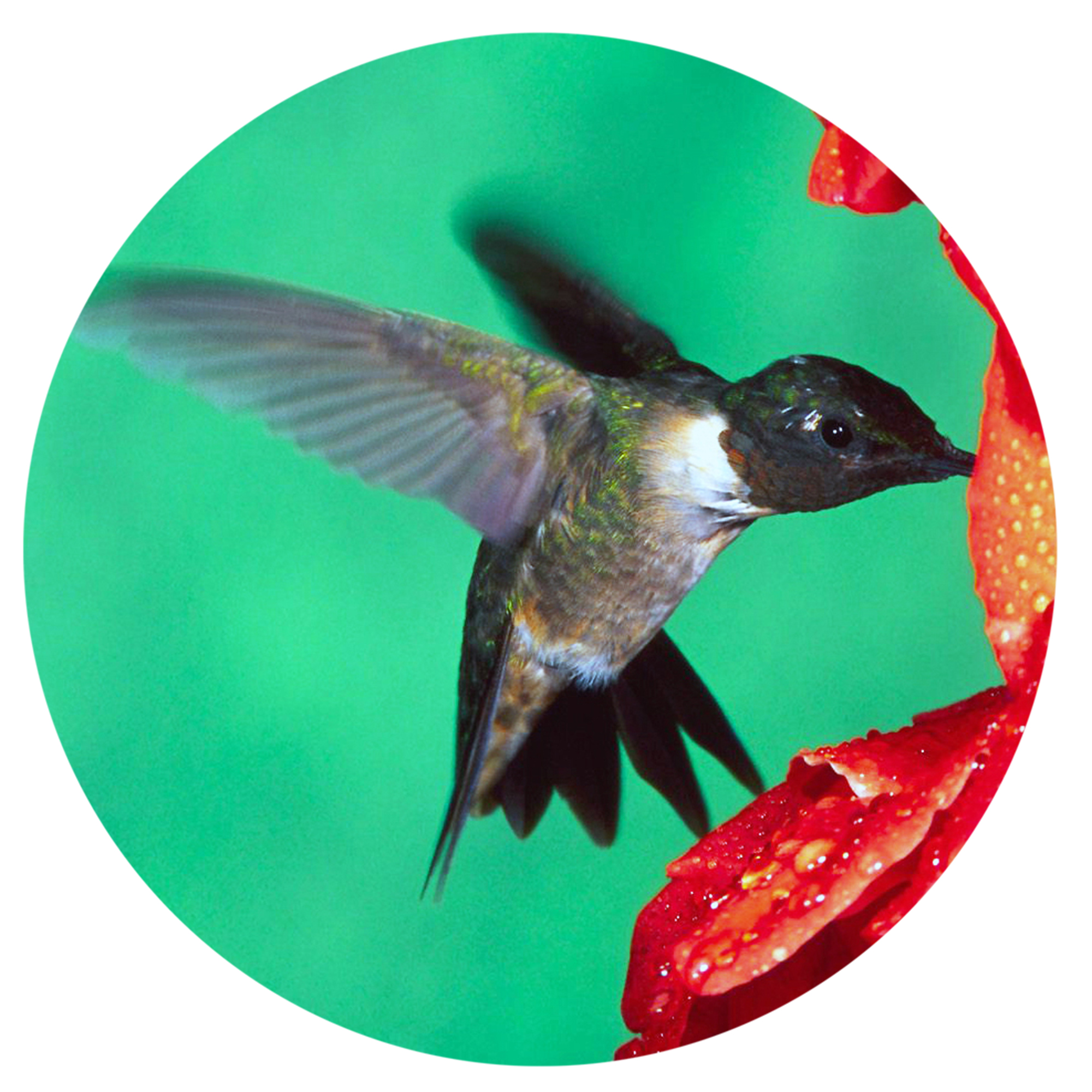 Wild Birds Need Our Help