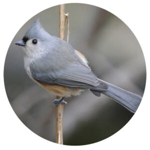 Popular North American Wild Birds - Titmouse